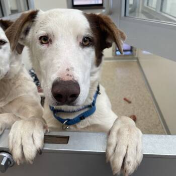 Rescue Australian Shepherd Dogs for Adoption in Kanab, Utah - Sceolang | PetCurious