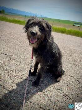 Terrier Dogs Available for Adoption in Polson, Montana - Cindy | PetCurious