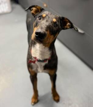 Star -  Bluetick Coonhound and Doberman Pinscher Dog for Adoption in Sedalia, Colorado - Star | PetCurious