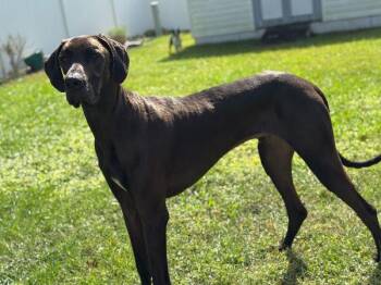 Rescue Great Dane Dogs for Adoption in Pine Beach, New Jersey - Hercules | PetCurious