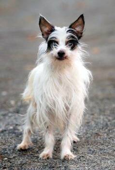 Mr Max -  Chinese Crested Dog Dog for Adoption in Bedford Hills, New York - Mr Max | PetCurious
