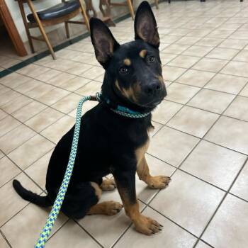 Rebel -  German Shepherd Dog Dog for Adoption in Tipton, Indiana - Rebel | PetCurious