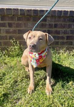 Rescue Mixed Breed Dogs for Adoption in Dickson, Tennessee - Tator Tot | PetCurious