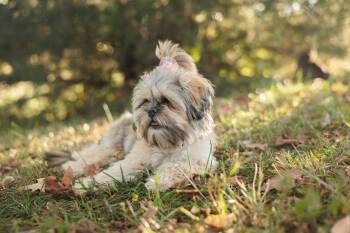 Rescue Shih Tzu and Yorkshire Terrier Dogs for Adoption in Gradyville, Kentucky - Penelope | PetCurious