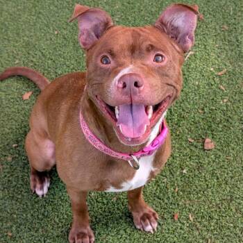 Brownie -  Terrier and Mixed Breed Dog for Adoption in Gainesville, Georgia - Brownie | PetCurious