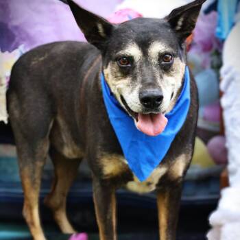 TInka JuM -  Black Mouth Cur and Catahoula Leopard Dog Dog for Adoption in Austin, Texas - TInka JuM | PetCurious