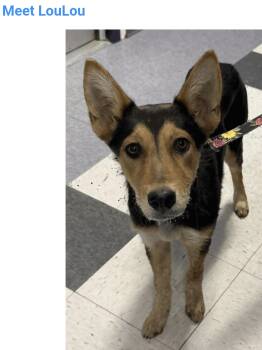 Lou Lou -  German Shepherd Dog and Australian Kelpie Dog for Adoption in Salt Lake City, Utah - Lou Lou | PetCurious