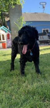 Loki -  Poodle Dog for Adoption in Selah, Washington - Loki | PetCurious