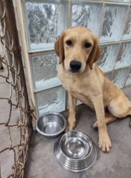 Golden Retriever and Hound Dogs Available for Adoption - Fitz | PetCurious