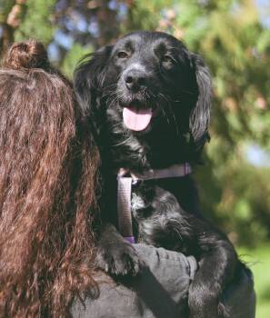 Rescue Spaniel and Flat Coated Retriever Dogs for Adoption in Morristown, New Jersey - Sheena | PetCurious