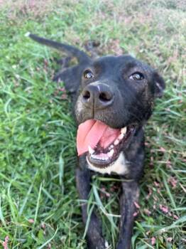 Rescue German Shepherd Dog and Terrier Dogs for Adoption in West Union, Ohio - Beauty | PetCurious