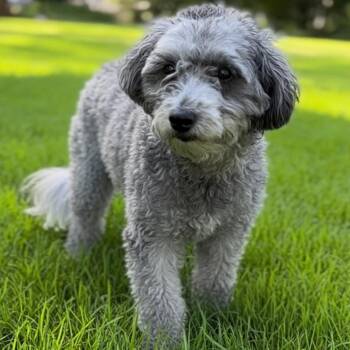 Louie V. -  Poodle Dog for Adoption in Las Vegas, Nevada - Louie V. | PetCurious
