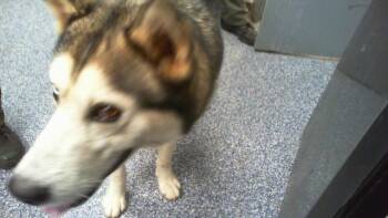 A1267603 -  Siberian Husky Dog for Adoption in Charlotte, North Carolina - A1267603 | PetCurious