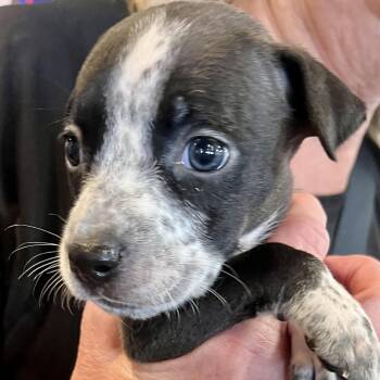 Athena -  American Bully and American Staffordshire Terrier Dog for Adoption in Smithfield, North Carolina - Athena | PetCurious