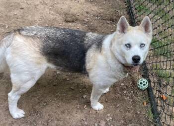 Rescue Husky Dogs for Adoption in Bloomfield, Connecticut - Luna | PetCurious