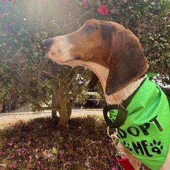 Treeing Walker Coonhound and Mixed Breed Dogs Available for Adoption in Quincy, Florida - Walker | PetCurious