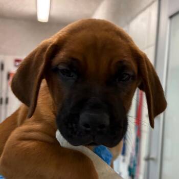 Ralphie -  Mixed Breed Dog for Adoption in Middletown, Rhode Island - Ralphie | PetCurious