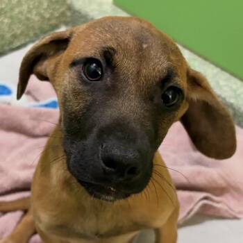 Plott Hound Dogs Available for Adoption in Calverton, New York - Doodlebob | PetCurious