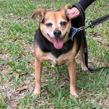 Persephone (aka Penny) -  Beagle and Mixed Breed Dog for Adoption in Sarasota, Florida - Persephone (aka Penny) | PetCurious