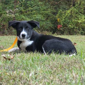 Rescue Great Pyrenees Dogs for Adoption in Clanton, Alabama - Slinky | PetCurious