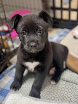 Ruthie -  Terrier and Black Labrador Retriever Dog for Adoption in Homestead, Florida - Ruthie | PetCurious