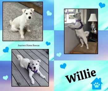 Willie -  West Highland White Terrier Westie and Terrier Dog Available for Adoption in East Wenatchee, Washington - Willie | PetCurious