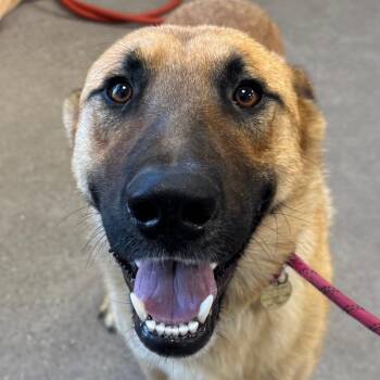 Meliodas -  Mixed Breed Dog for Adoption in Las Cruces, New Mexico - Meliodas | PetCurious