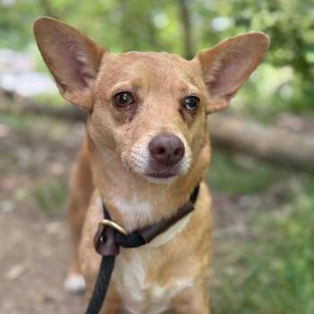 Chihuahua Dogs Available for Adoption in Birmingham, Alabama - Armani | PetCurious