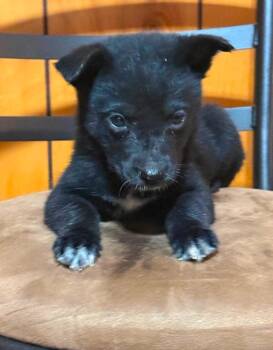 Metairie -  Catahoula Leopard Dog and Shepherd Dog for Adoption in El Dorado, Arkansas - Metairie | PetCurious