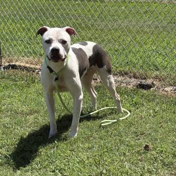 Blue/Chew Chainz -  Mixed Breed Dog for Adoption in Greenville, South Carolina - Blue/Chew Chainz | PetCurious