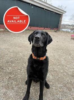 Labrador Retriever Dogs Available for Adoption in Lowell, Massachusetts - Oakley | PetCurious