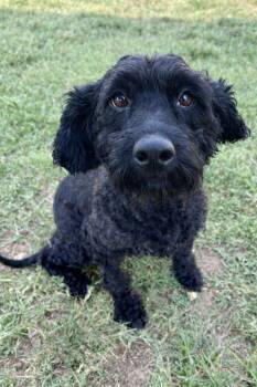 Puma Jun 26 -  Poodle Dog for Adoption in Pacolet, South Carolina - Puma Jun 26 | PetCurious