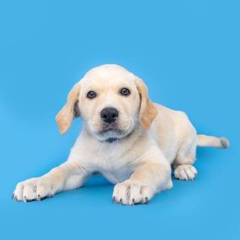 Mixed Breed Dogs Available for Adoption in Franklin, Tennessee - Anton | PetCurious