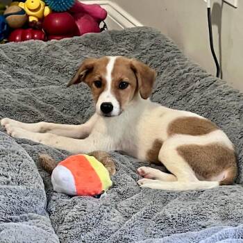 Gatsby -  Mixed Breed Dog for Adoption in Fenton, Michigan - Gatsby | PetCurious