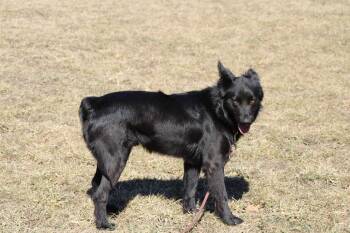 Australian Shepherd Dogs Available for Adoption in Ringwood, Illinois - 1046 Schwartzy Pka King | PetCurious