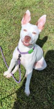 Rescue German Shorthaired Pointer Dogs for Adoption in Williamsburg, Iowa - Zelle (Courtesy Listing) | PetCurious