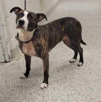 Mocha -  Pit Bull Terrier and Mixed Breed Dog for Adoption in Kansas City, Missouri - Mocha | PetCurious