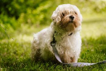 Rescue Maltese Dogs for Adoption in Gradyville, Kentucky - Tulip | PetCurious