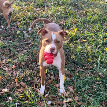 Rescue Terrier Dogs for Adoption in Flintstone, Maryland - Misksa | PetCurious