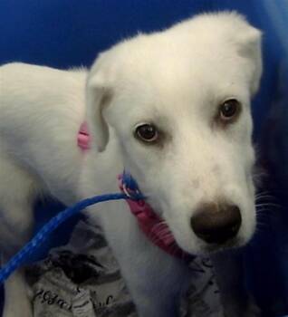 Mixed Breed Dogs Available for Adoption in Dallas, Texas - MAGNOLIA | PetCurious