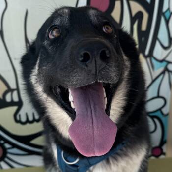 Rescue German Shepherd Dog Dogs for Adoption in Burbank, California - Zena | PetCurious