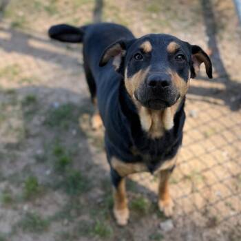 Mixed Breed Dogs Available for Adoption - Indie | PetCurious