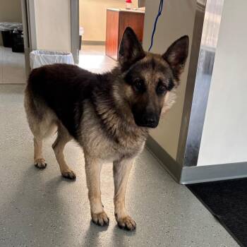 German Shepherd Dog Dogs Available for Adoption in Galax, Virginia - Cosmos | PetCurious