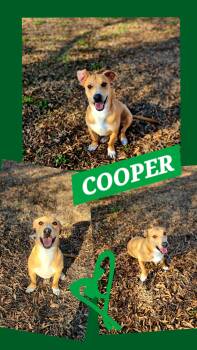 Dachshund and Labrador Retriever Dogs Available for Adoption in Jackson, Tennessee - COOPER | PetCurious