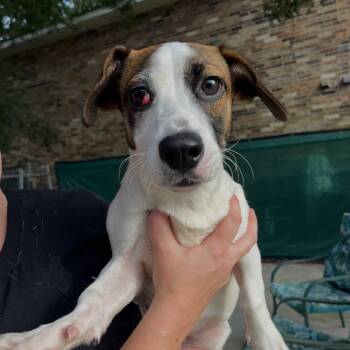 Benji -  Terrier Dog for Adoption in Baton Rouge, Louisiana - Benji | PetCurious