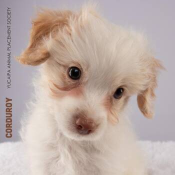 Corduroy -  Maltese Dog for Adoption in Yucaipa, California - Corduroy | PetCurious