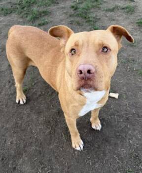 Staffordshire Bull Terrier Dogs Available for Adoption - Aurora -- URGENT! | PetCurious