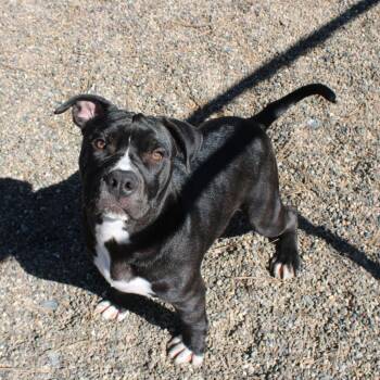 American Staffordshire Terrier Dogs Available for Adoption - JuneBug | PetCurious