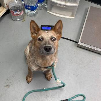 Cattle Dog Dogs Available for Adoption in Duncan, Oklahoma - Sitka | PetCurious