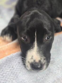 Cheerio -  Mixed Breed Dog for Adoption in Morristown, New Jersey - Cheerio | PetCurious